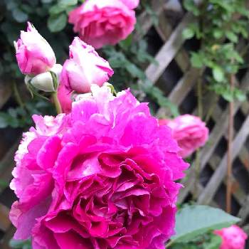 綺麗な色合いの画像 by へったんさん | 雨上がりと薔薇が好きといい感じと綺麗な色合い