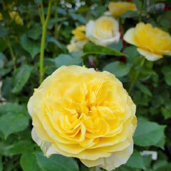 黄色い薔薇♡の画像 by 花陽さん | お出かけ先とバラ　サンライト・ロマンティカとコロナが早く終息します様にと医療・介護の皆様に感謝とばら バラ 薔薇とありがとう❤️とGSのみなさんに感謝♡と私に花を、暮らしに華をと黄色い薔薇♡と花のある暮らしとスマホで撮影とお散歩