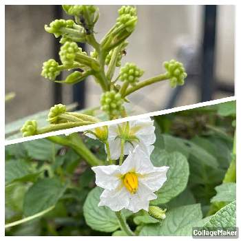 ジャガイモの花の画像 by 喜一さん | ネムノキとジャガイモの花