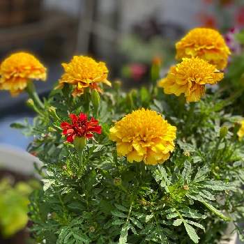 マリーゴールド　ストロベリーブロンドの画像 by gdnaさん | マリーゴールド　ストロベリーブロンドと開花と黄色の花と赤い花と鉢植えと一年草