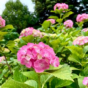 アジサイ,花壇,ピンクの花,落葉低木,植栽の画像