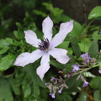 クレマチス 流星の投稿画像一覧 Greensnap グリーンスナップ