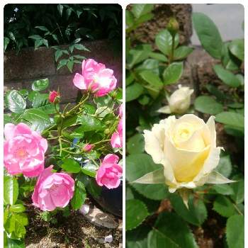 つる薔薇♪の画像 by 紫陽花さん | バルコニー/ベランダと薔薇アンジェラとばら バラ 薔薇とおうち園芸と鉢物とつる薔薇♪とミニ薔薇