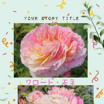 薔薇 クロード・モネの画像 by ぐりんさん | 小さな庭と薔薇 クロード・モネ