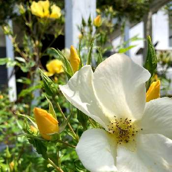 バラ リモンチェッロの投稿画像一覧 Greensnap グリーンスナップ