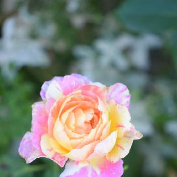 バラ・クロードモネの画像 by fuuhakuさん | 小さな庭とバラ・クロードモネとばら バラ 薔薇と庭の花と花壇とGS映えとGS日和と植中毒と新潟とデルバールと花は癒やし♡と植栽