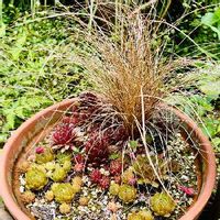センベルビウム,カレックス・エバーゴールド,カレックス❤︎,観葉植物, センペルビウムの画像