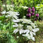 モナルダ ベルガモの一覧 Greensnap グリーンスナップ