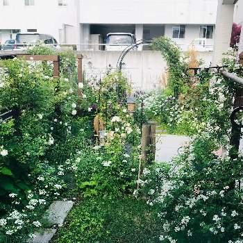 つるバラ  サマースノーの画像 by コハさん | 窓辺とつるバラ  サマースノーとつるバラ　アイスバーグとつるバラ　スノーグース