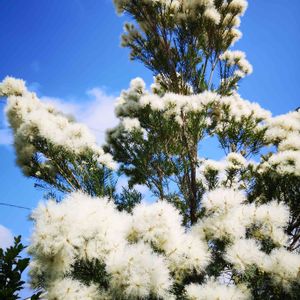 メラレウカ,庭の木,植栽,メラレウカ属の画像