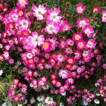 バラの季節の画像 by レーさんさん | バラとバラ　安曇野とバラ初心者とバラ大好きとバラのある暮らしとバラの季節到来！とバラの季節と可愛いとかわいい