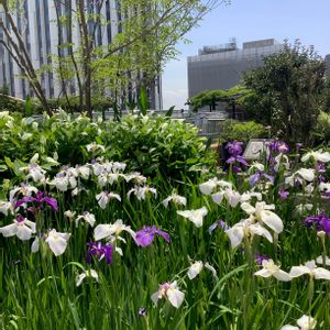 花菖蒲,都会のオアシス,屋上庭園,なんばパークス,大阪市の画像