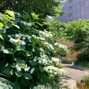 紫陽花,都会のオアシス,屋上庭園,なんばパークス,大阪市の画像