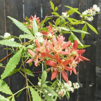 クリスマスブッシュの投稿画像一覧 Greensnap グリーンスナップ