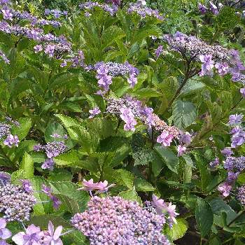 お花が楽しみの画像 by ドライフラワーさん | 小さな庭と紫色と好きな物と植物と紫陽花 アジサイ あじさいとお花が楽しみと可愛いとやさしい❤と宿根・多年草