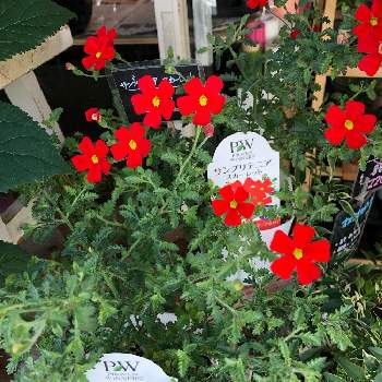 お花屋柊 大美野店のアルバム Greensnap グリーンスナップ