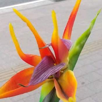 ストレリチア 極楽鳥花の投稿画像一覧 Greensnap グリーンスナップ