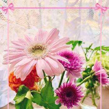 お花の定期便の画像 by Toshieさん | 窓辺とアイビー❇︎とGSミニモニ。とスプレーマム。とお花のある暮らしと癒されると可愛い〜♡と可愛いとケイトウ✿と楽しみ〜といやされるとお花は癒しと可愛いピンク色♡と ガーベラと風変わりと楽しい！と素敵とブルーミー(bloomee)とお花の定期便
