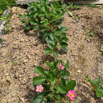 ワイルドガーデンの画像 by Umimiさん | 広い庭と赤花いちごトスカーナと自然と初心者と庭作りと果実とワイルドガーデンとはじめての庭作りと元気に育ててますよと北海道の庭と北海道