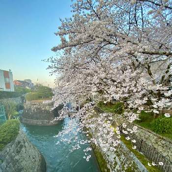 滋賀の画像 by Kay_Tama-gsk さん | お出かけ先と河川敷と滋賀と春の景色と琵琶湖疏水と三井寺