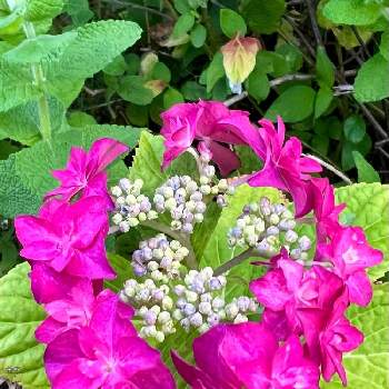 流行 八重の紫陽花 可愛いピンク 植物 観葉植物
