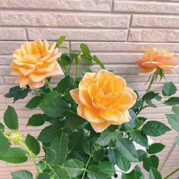 黄色のバラの画像 by caramelさん | 小さな庭とポールセンローズ ラニとバラ・ミニバラと寄せ植えと花壇と黄色のバラとガーデニングと地植え