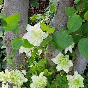 クレマチス・白万重の画像 by みっこみっこ #観葉植物さん | 小さな庭とクレマチス・白万重と クレマチス