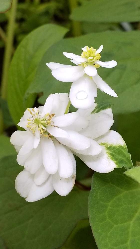 日本に 花苗 ドクダミ八重 Fiqueisemcracha Com Br