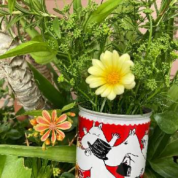 ムーミンの日の画像 by mi☆waさん | レウィシアとガザニア ビースト シルバーフォックスと寄せ植えとMy Garden♪と幸せの黄色いお花と平和を願う☆と繋がりに感謝✨とムーミンの日