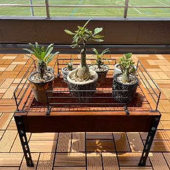 花台diyの投稿画像一覧 Greensnap グリーンスナップ