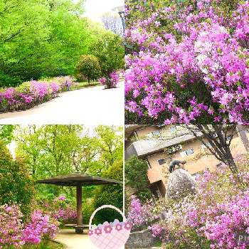 いつもの遊歩道の画像 by  MiruMiruさん | お出かけ先とミツバツツジとピンクの花といつもの遊歩道とミツバツツジの花ときつねっぱら公園