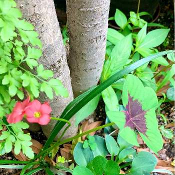 幸せの四つ葉のクローバーの投稿画像一覧 Greensnap グリーンスナップ