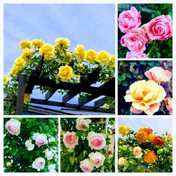 ゴールドバニーの画像 by ☆アナベル*･゜ﾟ♡↝さん | お出かけ先とピエールドゥロンサールとゴールドバニーとお友達の庭と癒しとピンク❤︎ピンクとおうち園芸とはなのある暮らしとイングリッシュガーデンと素敵なお庭と花のある暮らしと蕾　つほみと可愛いピンク色♡