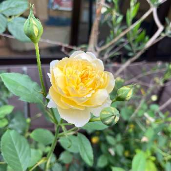 デビッドオースチンの画像 by anneさん | 小さな庭とバラはいいなぁとデビッドオースチンとおうち園芸と薔薇　モリニューとイングリッシュ・ローズと鉢植えとバラが好きとバラを楽しむ