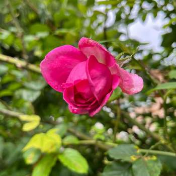 アップルローゼスの画像 by anneさん | 小さな庭とパブロックばらとバラはいいなぁとおうち園芸と鉢植えとアップルローゼスとバラが好きとバラを楽しむ