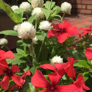 紅白の花の画像 by hiro_tさん | 玄関と日々草　タトゥーと千日紅と紅白の花と紅白花合戦