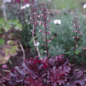 ヒューケラ　ミッドナイトラッフルズの画像 by Lily ♡*｡ﾟさん | 小さな庭とヒューケラ　ミッドナイトラッフルズとガーデニングと庭作り中と赤白黒シック花壇。
