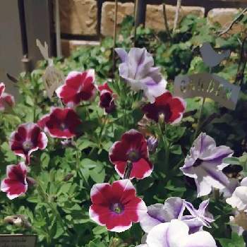 夏色の画像 by ウーゲデールさん | 玄関と元気いっぱいとサフィニア♪と白・しろ・ホワイトと心落ち着くと紫色の花とサントリー フラワーズと夏の花と美しいと赤い花とかわいいと夏色