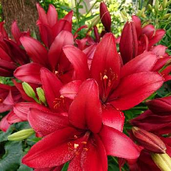 豪華の画像 by ohalu_uさん | お出かけ先とゆりと６月と豪華とありがとう♡と美しいと平和を願う☆ときれ～い❤と可愛いと❤️癒されてと花が好きとすごい！！といやし♪と素敵