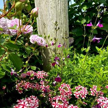 赤と白のお花の投稿画像一覧 Greensnap グリーンスナップ