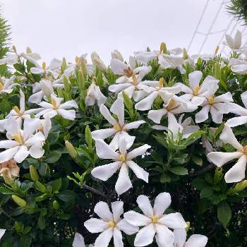 良い匂いの画像 by まーくんさん | 小さな庭とクチナシと良い匂いと千葉県とおじさん園芸と咲いてくれてありがとうと皆んな幸福にと今日のお花と白いお花とGS皆様ありがとうとお花は癒し