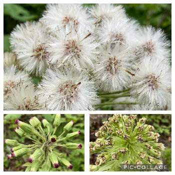 ふきのとうの投稿画像一覧 Greensnap グリーンスナップ