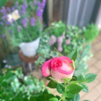 バルコニーガーデンの画像 by Norikoさん | バルコニー/ベランダとミニバラと金曜日の蕾たちとバルコニーガーデニングとバルコニーガーデンと癒しとお花大好きと美しい色と薔薇の蕾さんとお花のある暮らしと美しいときれいな色と暮らしに癒しをとかわいい