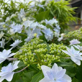 隅田の花火の投稿画像一覧 Greensnap グリーンスナップ