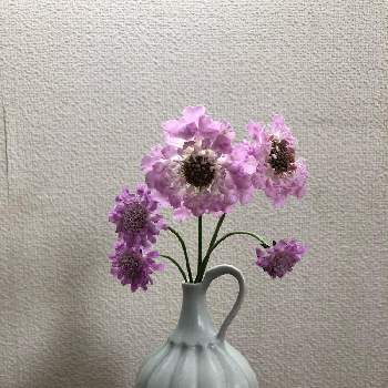 スカビオサ ピンクレースの投稿画像一覧 Greensnap グリーンスナップ