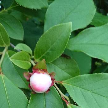 シャラの木 夏椿の投稿画像一覧 Greensnap グリーンスナップ