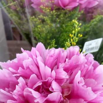 シャクヤク( 芍薬 )の画像 by あななさん | お出かけ先とシャクヤク( 芍薬 )と大きな切り花と綺麗な切り花