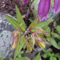 ホタルブクロ,金曜日の蕾たち,東北人花の会,チーム魔女っ子,yu ＆ゆうクラブの画像