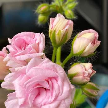 平穏な日々への願いの画像 by ねこ♡さん | ゼラニウムと薔薇咲ゼラニウム ミルフィーユ ローズ バットと花いろいろと元気に育ててますよと花のある暮らしと平穏な日々への願いとGSの皆様に感謝♡