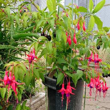 道路沿いの花壇の投稿画像一覧 Greensnap グリーンスナップ 道路沿いの花壇の投稿画像一覧 Greensnap グリーンスナップ